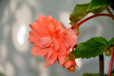 Similar image 21448414