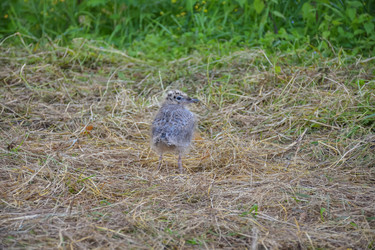 Similar image 21455301