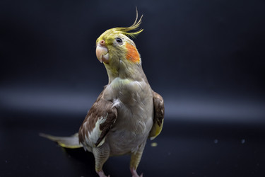 Similar image 21455304