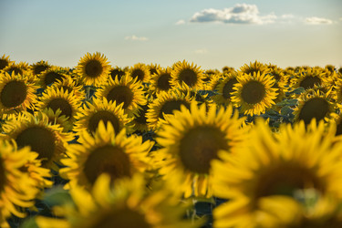 Similar image 21457103