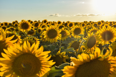 Similar image 21454556