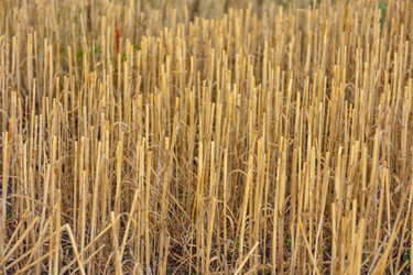 Similar image 21457134