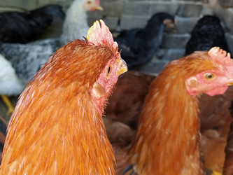 Similar image 21450256