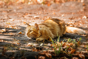 Similar image 21452329