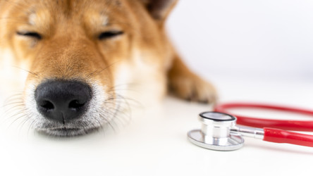 Similar image 21449500