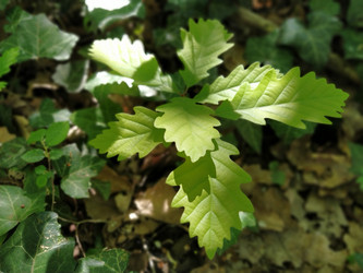 Similar image 21452075