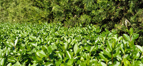 Similar image 21450207