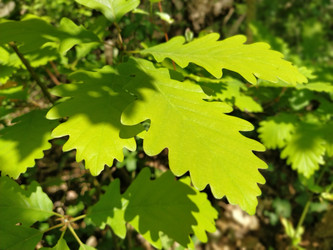 Similar image 21453318