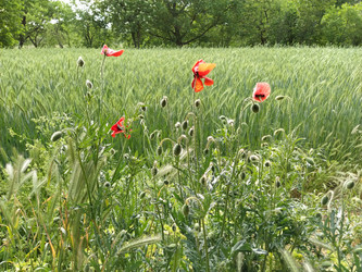 Similar image 21455475