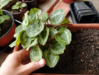 Similar image 21455476