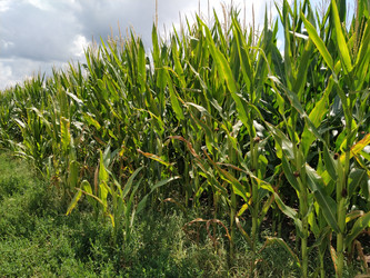 Similar image 21455847