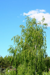 Similar image 21449528