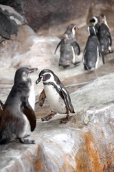 Similar image 21460133