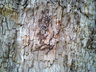 Similar image 21455762