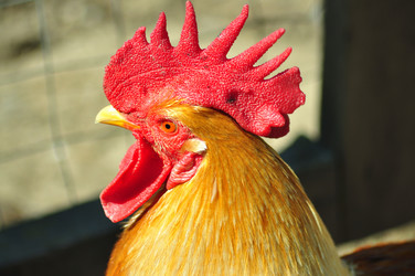 Similar image 21450228