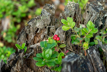 Similar image 21454316