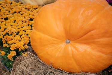 Similar image 21462664