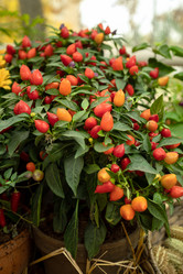 Similar image 21460146