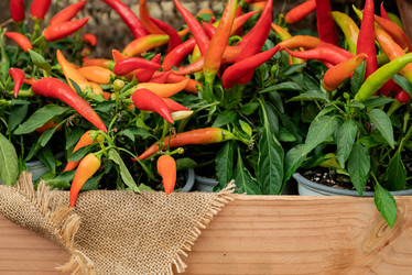 Similar image 21454591