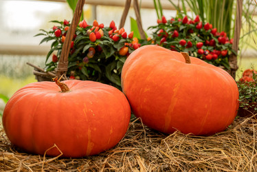 Similar image 21460149