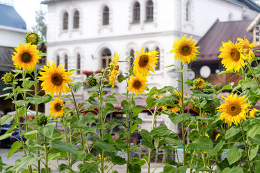 Similar image 21454343