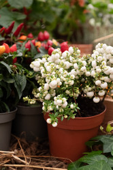 Similar image 21460154