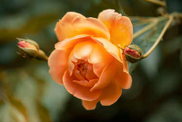 Similar image 21456321