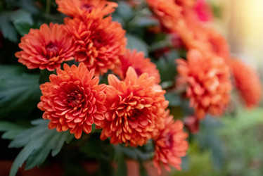 Similar image 21462489