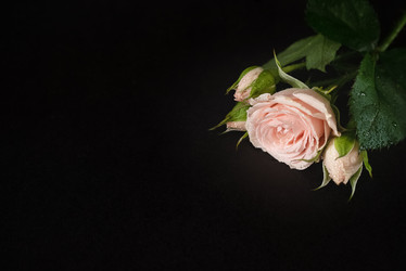 Similar image 21459642