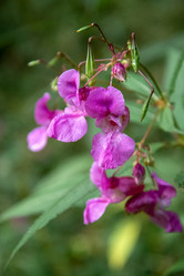 Similar image 21452439