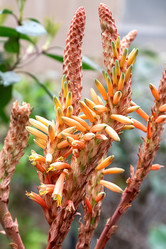 Similar image 21454601