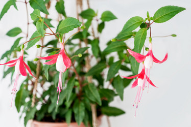 Similar image 21452528