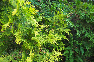 Similar image 21468907