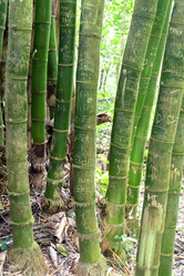 Similar image 21454612