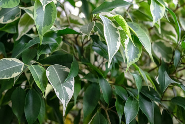 Similar image 21452531