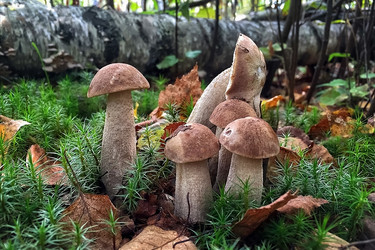 Similar image 21454618