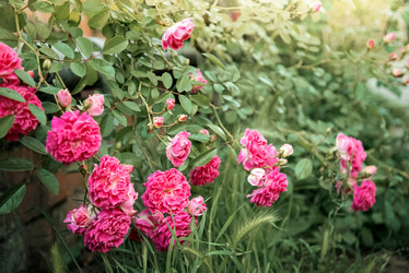 Similar image 21454442