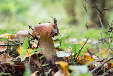 Similar image 21462637