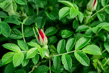 Similar image 21454480