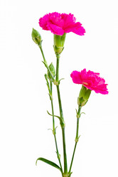 Similar image 21460177