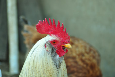 Similar image 21452745