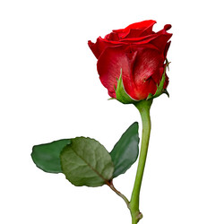 Similar image 21454640