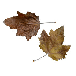 Similar image 21462502