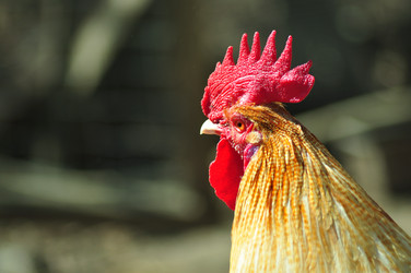 Similar image 21454162