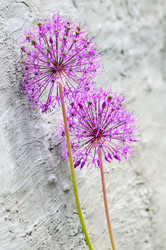 Similar image 21459560