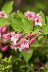 Similar image 21477533