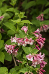 Similar image 21477534