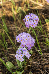 Similar image 21463065