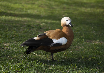 Similar image 21462391