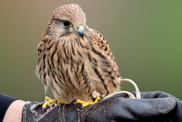 Similar image 21462674